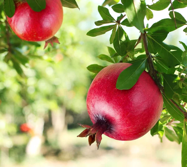 Red ripe pomegranates on the tree. — Stock Photo, Image