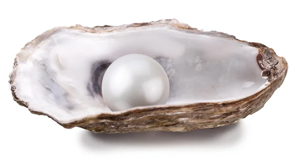 Oyster with pearl isolated. Royalty Free Stock Photos