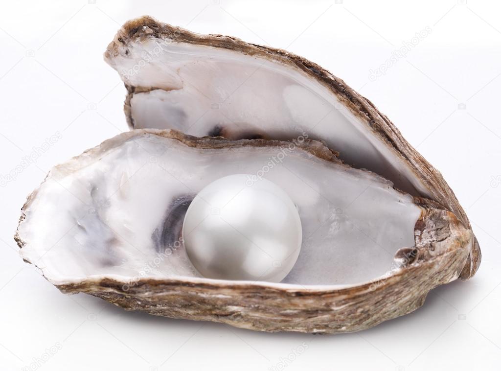 Oyster with pearl isolated.