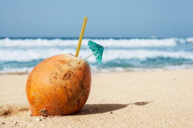 Kumda hindistan cevizi.