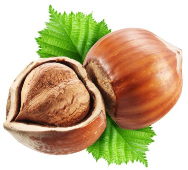 beyaz zemin üzerinde yaprakları ile fındık.