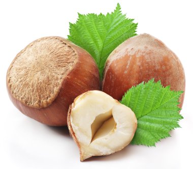 yaprakları ile fındık.