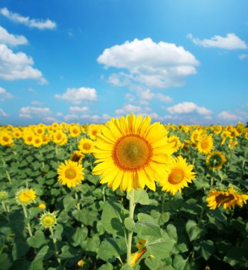 Sunflower field in the sunny day. clipart