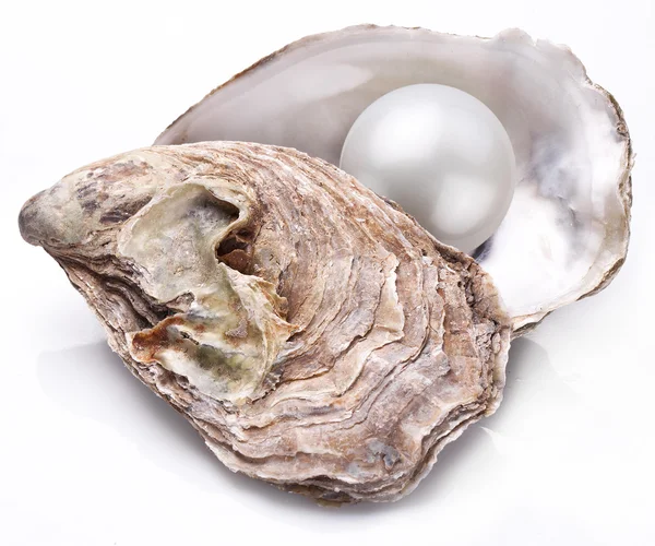 Oester met pearl geïsoleerd. — Stockfoto