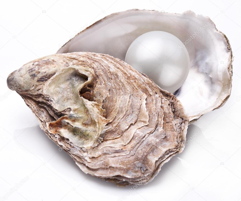 Oyster with pearl isolated.