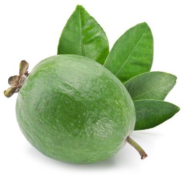 Feijoa beyaz zemin üzerine.
