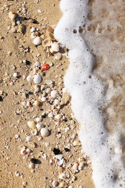Conchas en la arena de la playa. — Stok fotoğraf