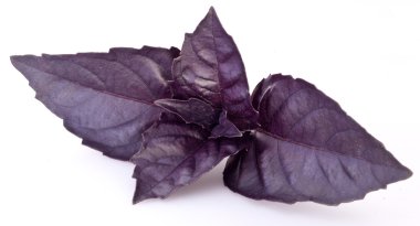 beyaz izole mor fesleğen yaprağı.