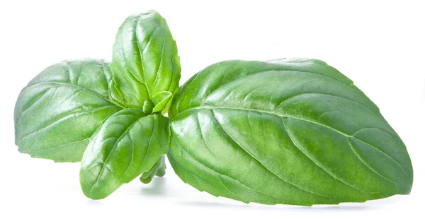 Green basil leaves isolated on a white. — Stock Photo, Image