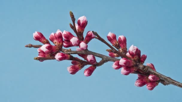 Časová prodleva 4k video meruňkový květ květu. — Stock video