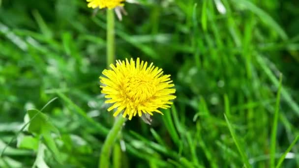 Flower dandelion is opening its blossom - timelapse. — Stock Video