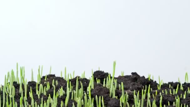 Cultiver herbe verte plante laps de temps . — Video