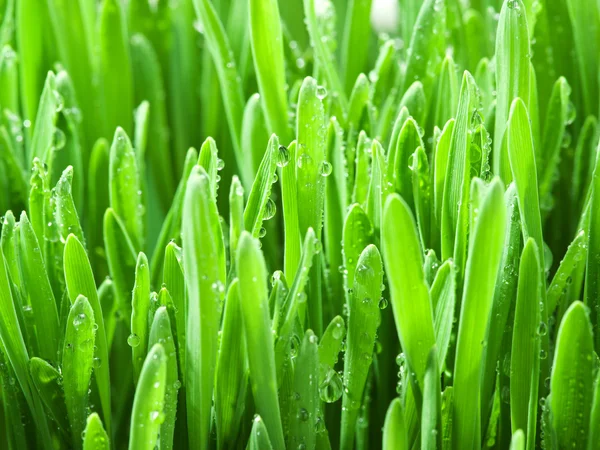 Frisches grünes Gras mit Tautropfen bedeckt. — Stockfoto
