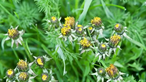 Flor diente de león está abriendo su flor — Vídeos de Stock