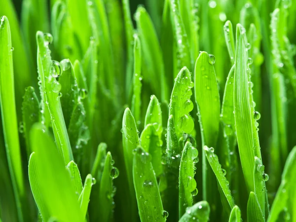 Frisches grünes Gras mit Tautropfen bedeckt. — Stockfoto