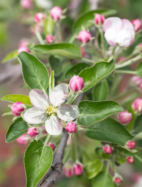 Galho de árvore de maçã florescente . — Fotografia de Stock