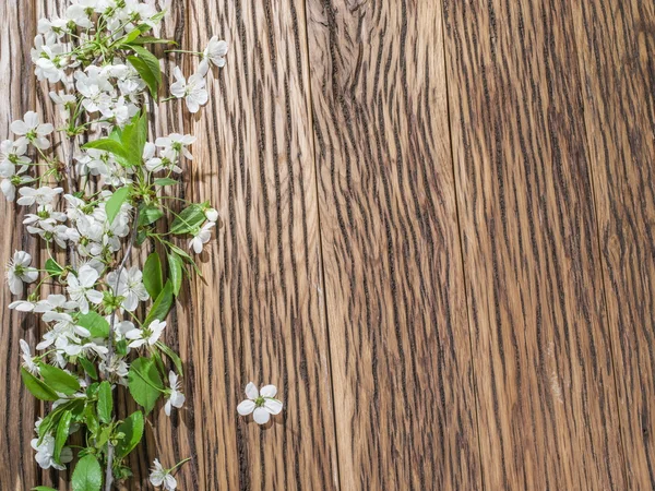 Ramita de cerezo floreciente sobre mesa de madera vieja . — Foto de Stock