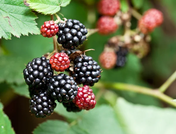Dewberries on a shrub. — Stock Photo, Image