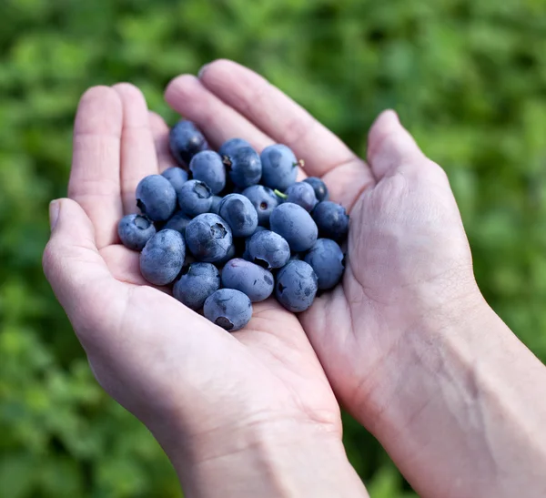 Blueberries in the woman's hands. — Stock Photo, Image