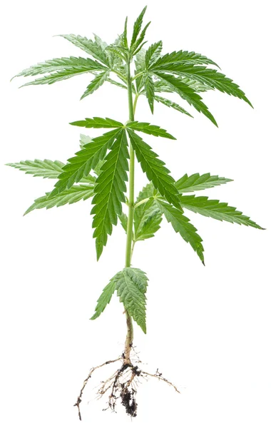 Wilde Cannabispflanze. — Stockfoto