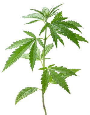 yabani kenevir bitki.