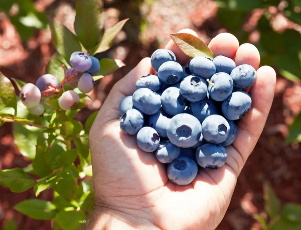 Blueberries in the man's hands. — Stock Photo, Image