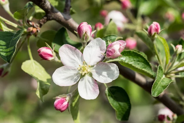 Blooming apple tree twig. — Stock Photo, Image