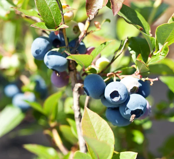Blueberries on a shrub. — Stock Photo, Image