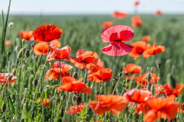 Kırmızı narin haşhaş alan.