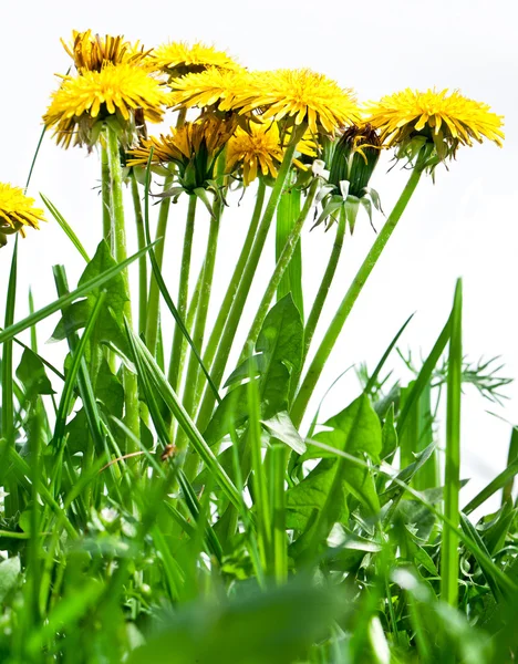 Πικραλίδα λουλούδια στο φρέσκο πράσινο χορτάρι. — Φωτογραφία Αρχείου