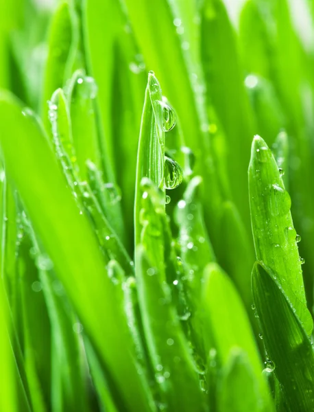Verse groene gras bedekt met dauwdruppels. — Stockfoto