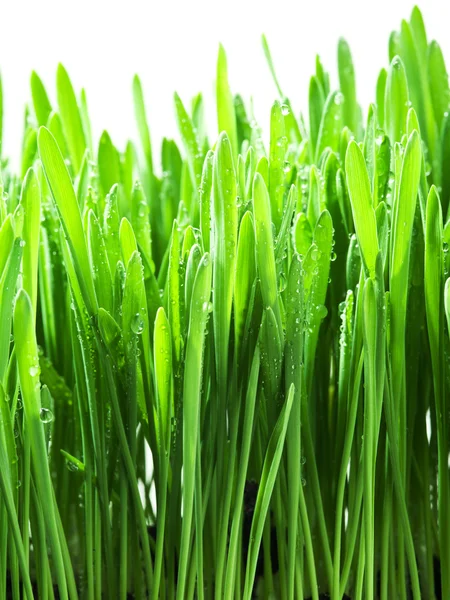 Grünes Gras isoliert auf weißem Grund. — Stockfoto