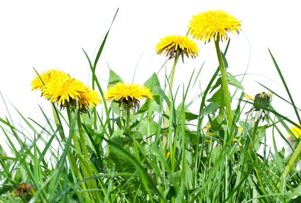 Flores de diente de león en la hierba verde fresca . — Foto de Stock