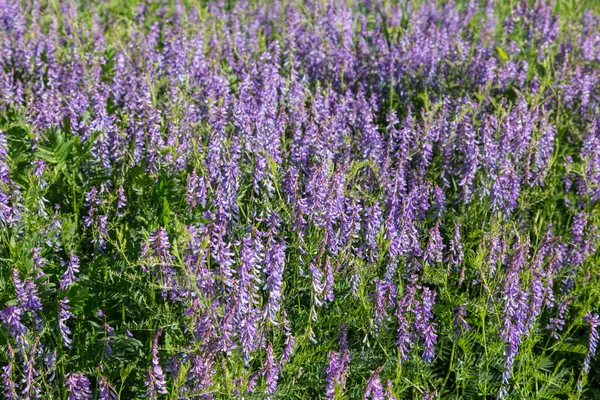 Un campo de flores de veza de vaca. Fondo de naturaleza . —  Fotos de Stock