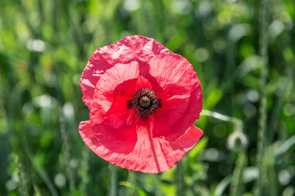 Roze papaverteelt in het veld. — Stockfoto