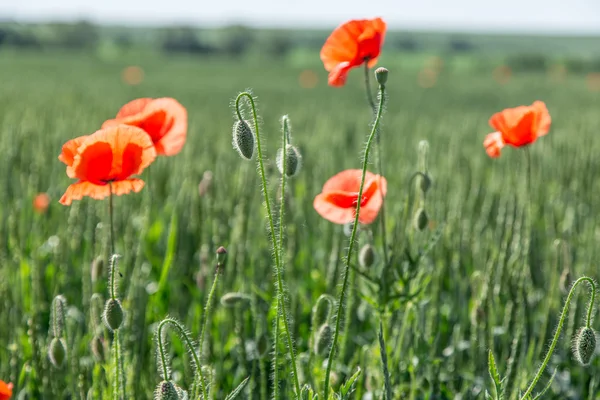 Campo di papaveri rossi delicati . — Foto Stock