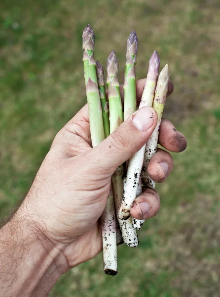 Shoots of asparagus in man's hand. — Stock Photo, Image