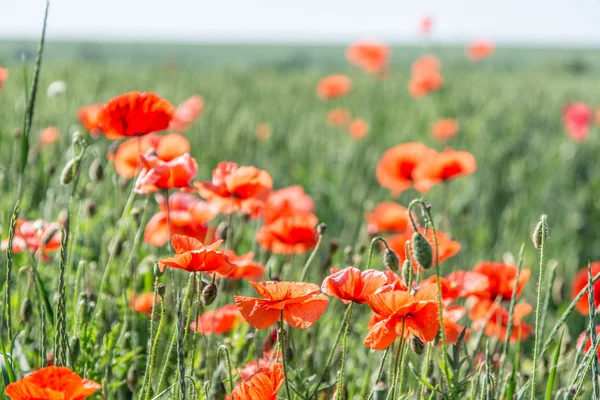 Campo di papaveri rossi delicati . — Foto Stock