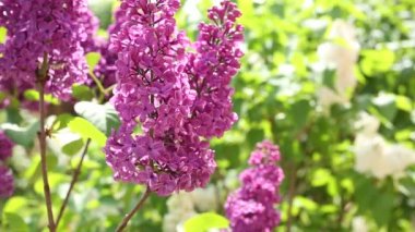 Bahar bahçe çiçek açması leylak.