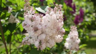 Bahar bahçe çiçek açması leylak.