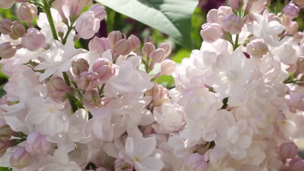 Lilas en fleurs dans le jardin du printemps . — Video