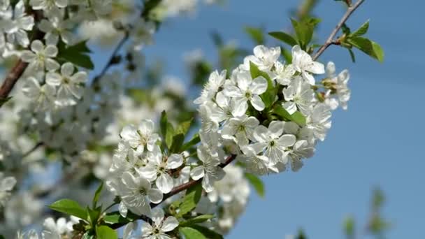Bloeiende vruchten bloemen Plum. — Stockvideo