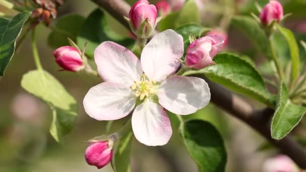 Primavera árvore da maçã com flores. Macro . — Vídeo de Stock