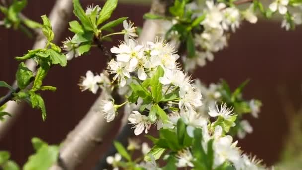 Blooming Fruits Flowers Plum. — Stock Video