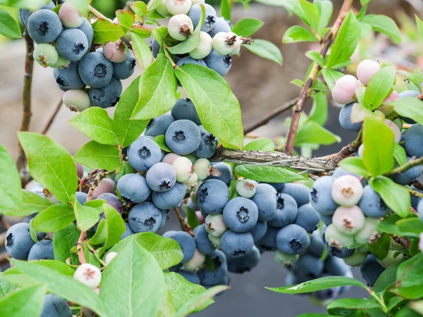 Rijpe bosbessen op de struik. — Stockfoto