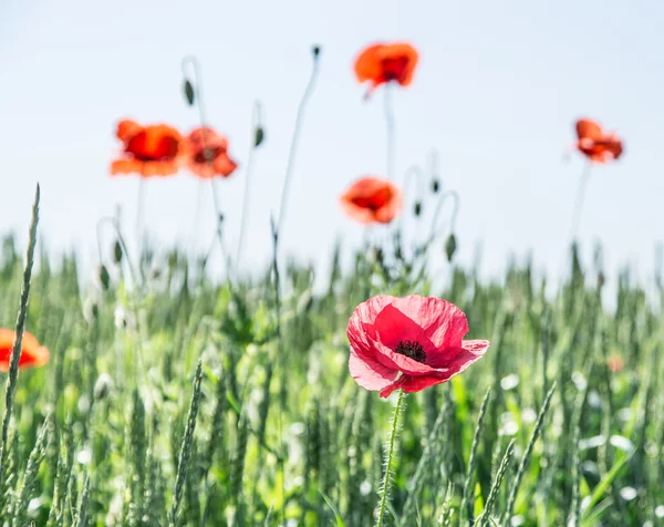 Gebied van rode sierlijke papavers. — Stockfoto