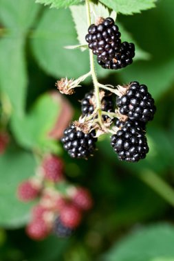 dewberries üzerine bir çalı.