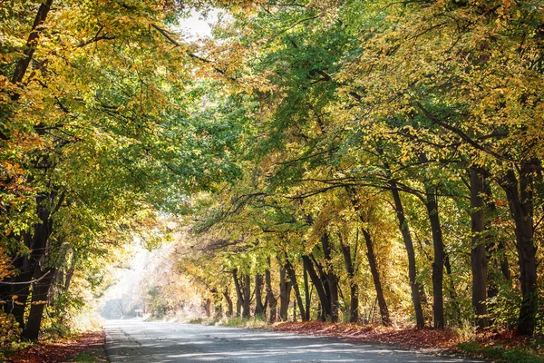 Herfst landschap met weg- en prachtige gekleurde bomen. — Stockfoto