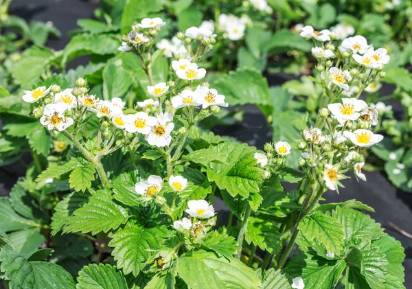 Bloeiende aardbeienstruik. — Stockfoto