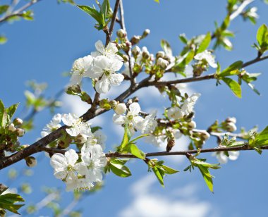 Kiraz çiçek açan ağaç dal.